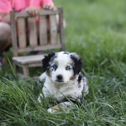 Miniature Australian Shepherd Puppies from Rocking AW Aussies