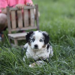 Miniature Australian Shepherd Puppies from Rocking AW Aussies