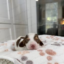 Cookie - Piebald female Dachshund puppy in Greenville, North Carolina from The Gorman Farms