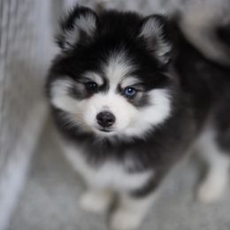 Jack - Black and white male Pomsky puppy in Mesa, Arizona from Platinum Pomskies