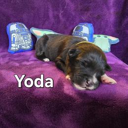 Yoda - Black tri-color male Australian Shepherd puppy in Smithfield, Utah from Invictus Farms