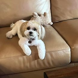 Morkie and Shorkie Puppies from Lil Luxe Pups