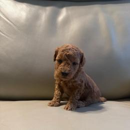 Ginger - Red  female Poodle puppy in Auburn, Georgia from Southern Poodles