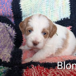 Blondie - White female Bernedoodle puppy in Weatherford, Texas from Donnasdoodlebugs