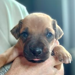 Pretzel - Rd whtn blk nose male Rhodesian Ridgeback puppy in Alabama from Celtic Lore Ridgebacks