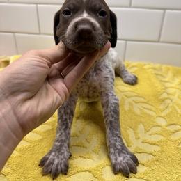 Gray Boy - Liver male German Shorthaired Pointer puppy in White Salmon, Washington from Holding Hands Farm