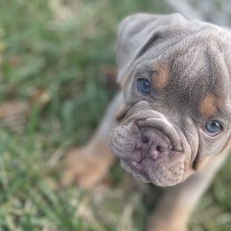 Boy 3 - Olde English Bulldogge puppy in New Smyrna Beach, Florida from Boomers Bullies