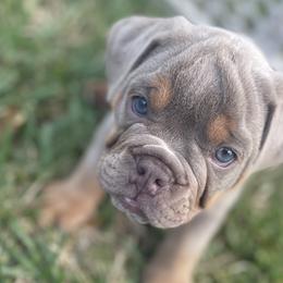 Boy 3 - Olde English Bulldogge puppy in New Smyrna Beach, Florida from Boomers Bullies