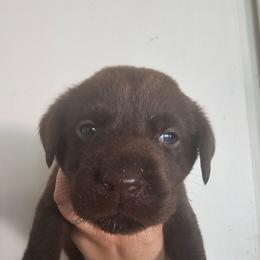 3rd Available - Chocolate male Labrador Retriever puppy in Eugene, Oregon from Humphrey Retrievers