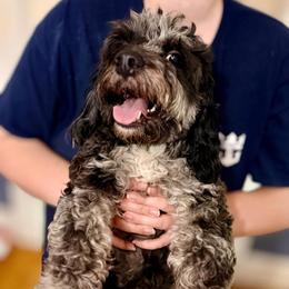 Onyx - Merle male Cavapoo puppy in Madison, Georgia from Porchlight Puppies