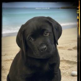 Lime Collar - Black male Labrador Retriever puppy in Malabar, Florida from Mythic Labradors, LLC