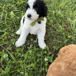 Green Collar - Parti male Goldendoodle puppy in Ruthorfordton, North Carolina from Duncan Doodles Goldendoodles