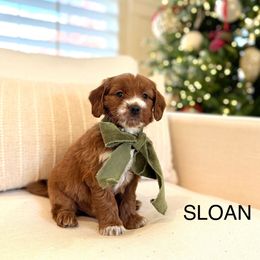 Sloan - Goldendoodle puppy from JW Doodles