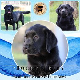 Blue Collar - Black male Labrador Retriever puppy in Fair Oaks, California from Twisted Ranch Retrievers