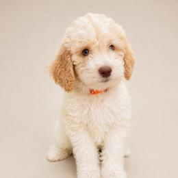 Orange - Parti male Goldendoodle puppy in San Diego, California from Serrano Pups
