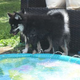 Venom - Tri-color male Pomsky puppy in Boonville, Indiana from Elysian Pomskies