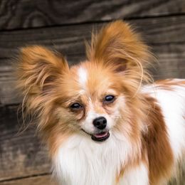 Remy - Papillon