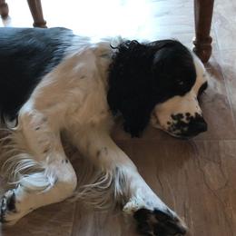 Bella - English Springer Spaniel