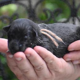 Female 2 - Black female German Shepherd puppy in Marianna, Florida from Haus M Godwin