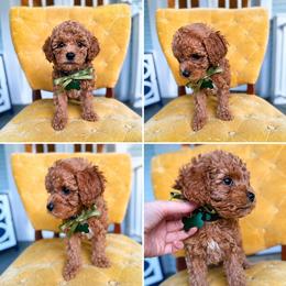 Goldendoodle Puppies from Carmel Classy Doodles