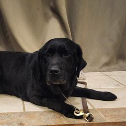 Bambi - Black female Labrador Retriever puppy in Siloam Springs, Arkansas from Karemy Kennels (Karemy Labradors)