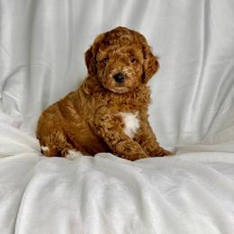 Boy 1 - Red  Goldendoodle puppy in Mckee, Kentucky from Maicey’s Star Doodles
