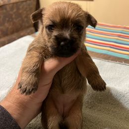 Cairn Terrier Puppies from Shining Waters Farm