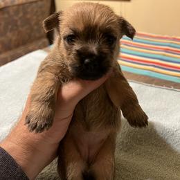 Cairn Terrier Puppies from Shining Waters Farm