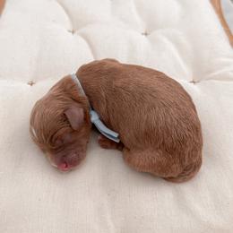 Biscuit - Red male Cavapoo puppy in Apache Junction, Arizona from Coffey House Doodles