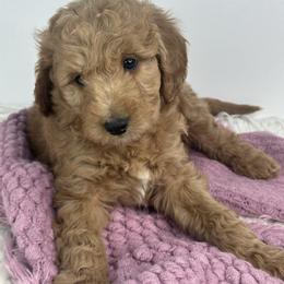 Brown collar - Apricot female Goldendoodle puppy in Flint, Michigan from Anytime Doodles