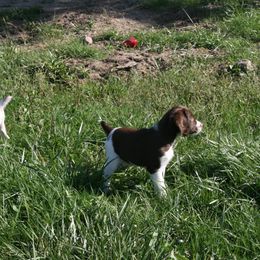 Brittany Puppies from Center Ridge Brittanys
