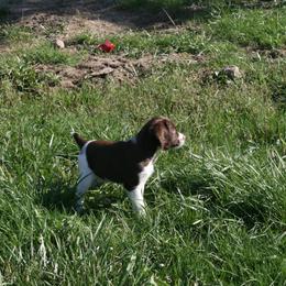Brittany Puppies from Center Ridge Brittanys