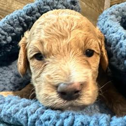 Danny - Apricot male Cavapoo puppy in Camden, Michigan from FurEver Friends Finder