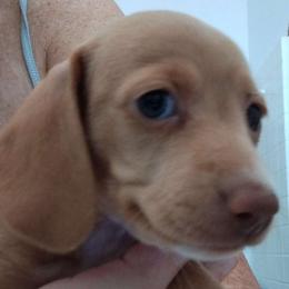 Sprinkles - Dachshund puppy from Heaven Sent Doxies