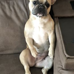French Bulldogs from Moore Puppy Love