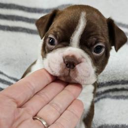 Blue Collar Boy - Brindle and white male Boston Terrier puppy in Salina, Kansas from Giles' Boston Babies