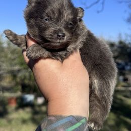 Hazel - Blue and tan female Pomeranian puppy in Sandia, Texas from Broken Arrow Poms