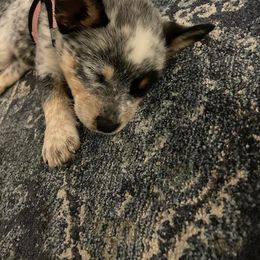 Australian Cattle Dog and Miniature Schnauzer Puppies from B & E Farms
