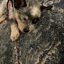 Australian Cattle Dog and Miniature Schnauzer Puppies from B & E Farms
