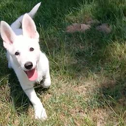 Lime Green - White female German Shepherd puppy in Bexar County, Texas from Scenic Creek German Shepherds and White Swiss Shepherds