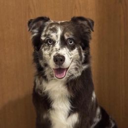 Creed - Australian Shepherd