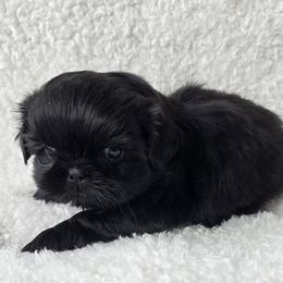 Coal - Black male Shih Tzu puppy in Waynesboro, Pennsylvania from Big Win Shih Tzus