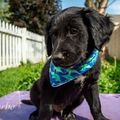 Border Collie, Golden Retriever, and Sporty Mix Puppies from Turbo Border Collies & Coltrievers