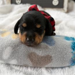 Blk and tan - Fawn (isabella) and tan male Dachshund puppy in Lakeland, Florida from Berry Dachshunds