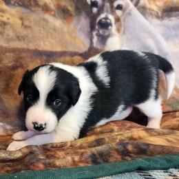 Marble - Blue merle male Border Collie puppy in Morgan, Texas from Shooting Star Ranch