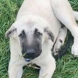 Anatolian Shepherd Dogs and Great Pyrenees from Three Little Birds Farm