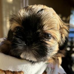 Charlotte - Brindle and white female Shih Tzu puppy in Victorville, California from Precioustzus