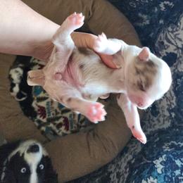 Honor - Red merle female Miniature Australian Shepherd puppy in Marysville, Washington from Garay Mini Aussies