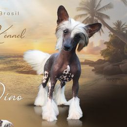 Chinese Cresteds from OLYUTI Chinese Crested Kennel