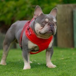 Ace - French Bulldog